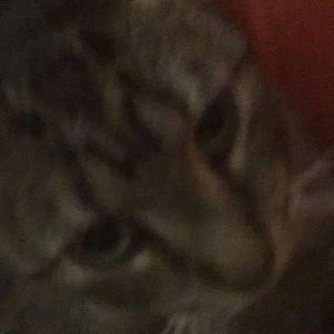 Meet your Posher, Juliet